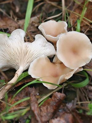 Виды рядовок: как отличить съедобные грибы от несъедобных | Грибной сайт